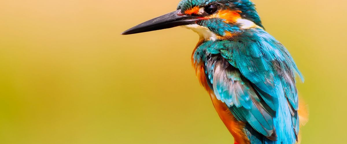 turismo ornitologico aragon