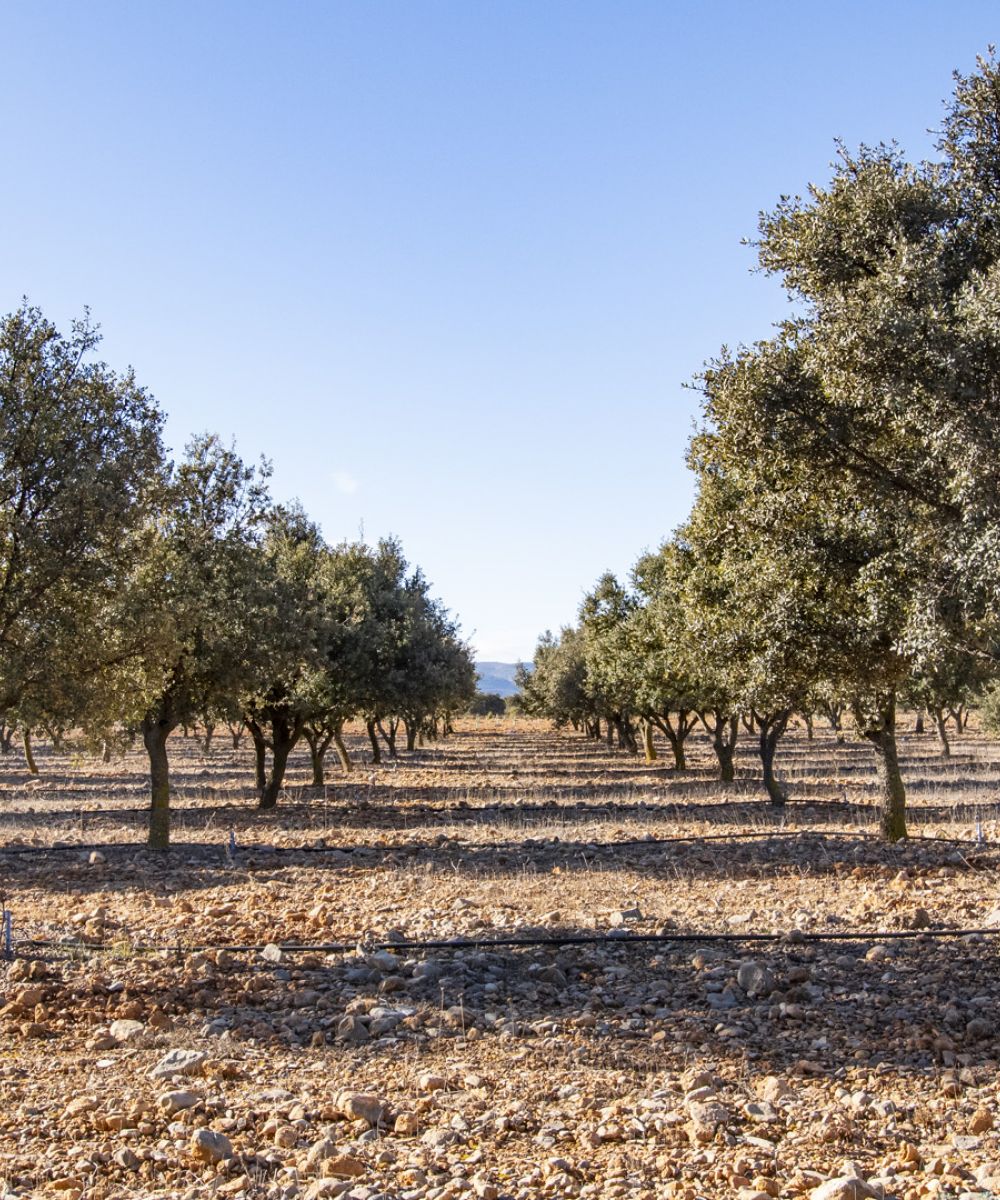 trufa teruel comprar