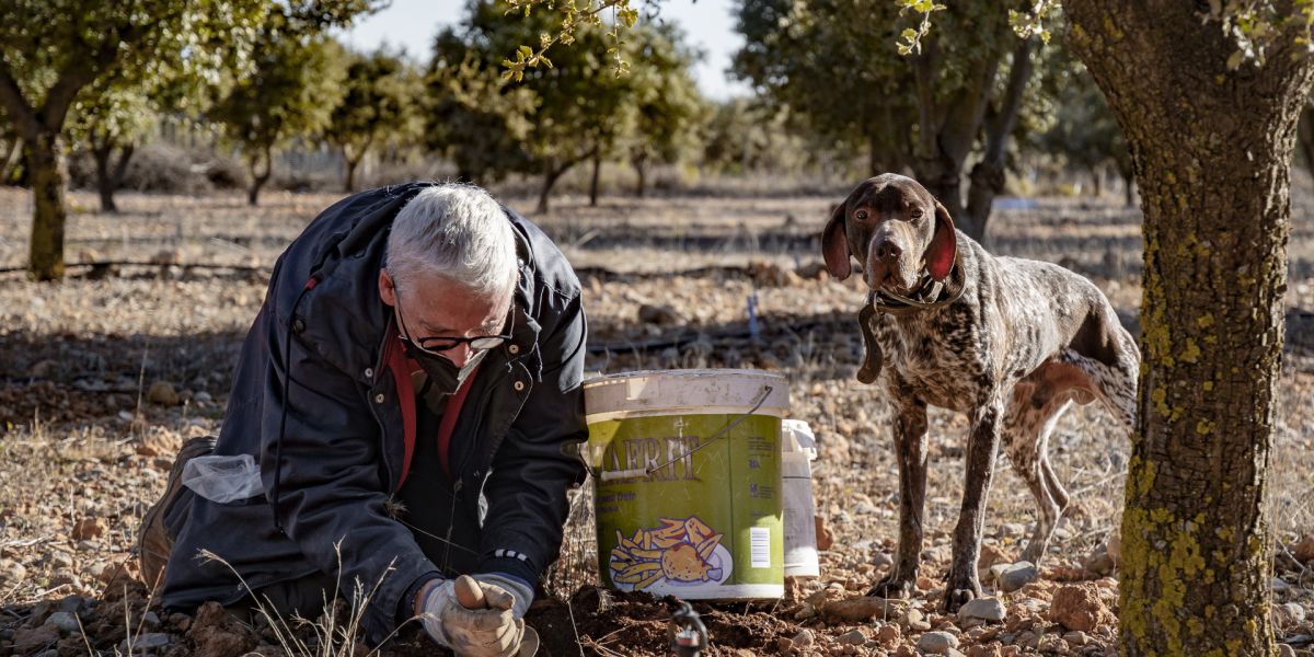 trufas de teruel